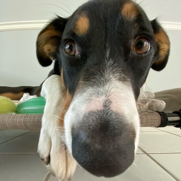 Meet your Posher, Tammie - Picture 1 of 1